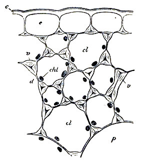 e, células epidermicas con la cutícula (c) cutinizada. cl, células colenquimatosas con cloroplastos (chl) y refuerzos celulósicos en la membrana (v). Peciolo de la hoja de begoña. Según Sachs.