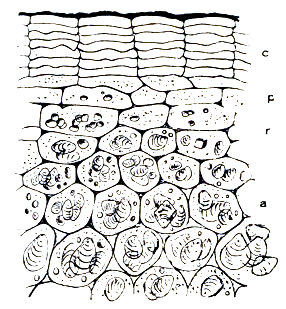 Corte de las capas superficiales de una patata, según Tschirch. c, capa suberosa. a, parenquima de reserva con las células llenas de granos de almidón. p, células jovenes con pequeños granos de almidón.