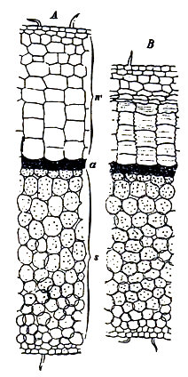 Corte transversal de hoja de Peperomia trichocarpa. s, parenquima asimilador. w, ídem acuífero. A, en estado fresco. B, después de haber perdido agua. Según Haberlandt.