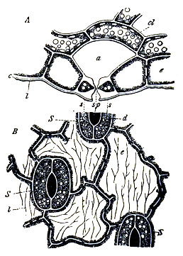 Epidermis con estomas de la cara inferior de la hoja de eléboro. A, en corte transversal. B, de frente. e, células epidérmicas. c, cutícula. S, estomas. s, sus células. sp, ostiolo. a, camara subestomática. d, cloroplastos. Según Prantl.