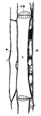 Tejido liberiano del tallo del cohombrillo amargo. Según Haberlandt. t, tubo criboso. ca, criba. a, célula acompañante. e, célula parenquimántica.
