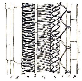 Corte longitudinal del tejido vascular del tallo de la Oenothera. Según Haberlandt. r, vaso anular. s y s1, vasos espirales. n, vaso reticular. s2, vaso intermedio entre espiral y reticular. h y p, células parenquimáticas. c, meristemo (cambium). g, vaso joven.