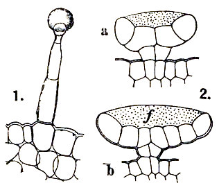 1, pelo glandular del peciolo de la hoja de Primula sinensis, según De Bary. En el extremo esta la gota segregada. 2, glandulas del lúpulo, según Rauter. f, líquido segregado bajo la cutícula.