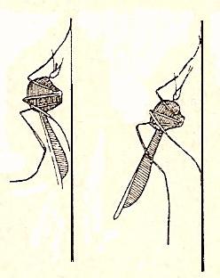 Esquema representando la posición de reposo, en una pared vertical, de las dos especies más comunes de mosquitos: Culex, a la izquierda, y Anopheles, a la derecha (de Doflein).