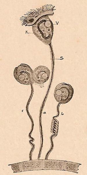 Tres vorticelas aumentadas unas 40 veces. a, distendida. b, en contracción. c, en división. S, pedúnculo contráctil. K, núcleo. V, vacuola pulsátil (de Kraepelin).
