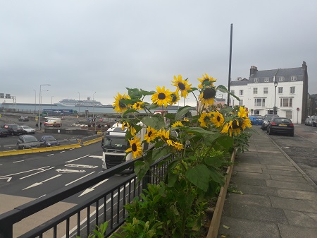 Dover botanica girasoles 5 de septiembre de 2018 2 Dover botanica girasoles 5 de septiembre de 2018 2