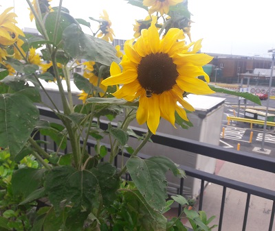 Dover botanica girasoles 5 de septiembre de 2018 3 Dover botanica girasoles 5 de septiembre de 2018 2