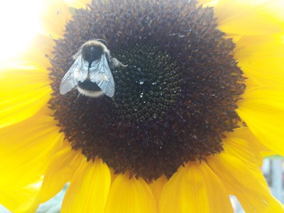 Dover botanica girasoles 5 de septiembre de 2018 2