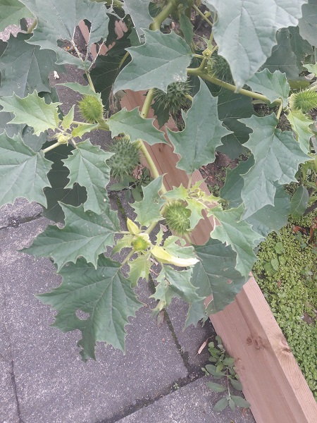 Datura estramonio 5 de septiembre de 2018 6