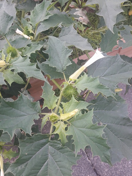 Dover botanica 7 Datura estramonio 5 de septiembre de 2018 7