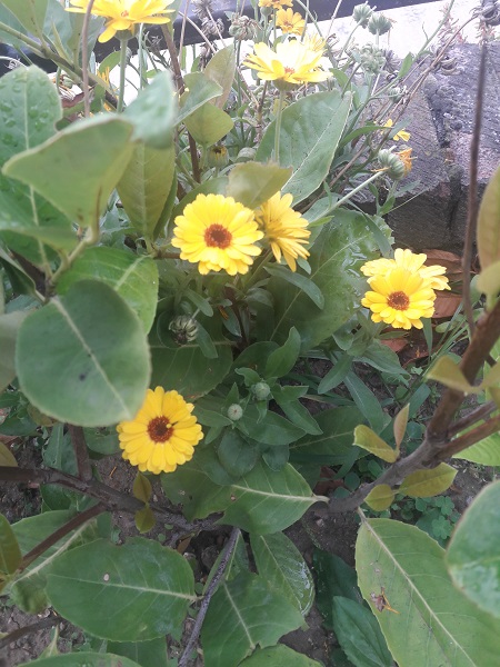 Margaritas en un jardin 5 de septiembre de 2018 6