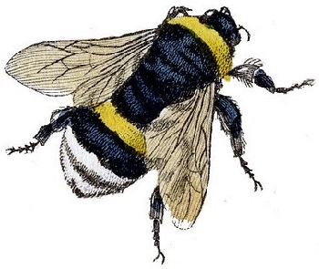 Ilustración antigua de una abeja volando. 01 Ilustración antigua de una abeja volando. 01