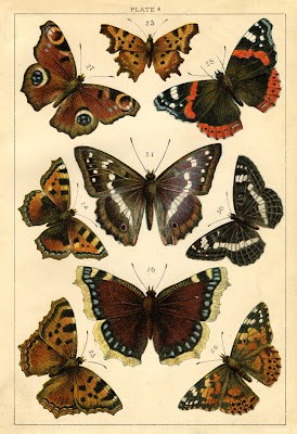 Ilustración antigua de mariposas. 02 Ilustración antigua de mariposas. 02