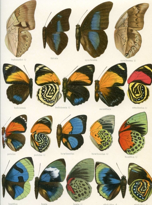 Ilustración antigua de mariposas. 04 Ilustración antigua de mariposas. 04