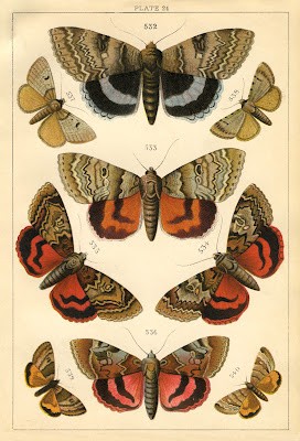 Ilustración antigua de mariposas. 05