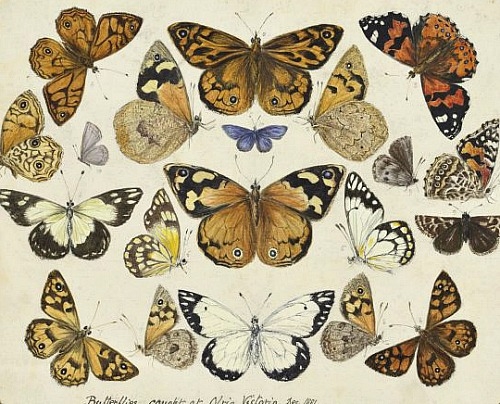 Ilustración antigua de mariposas. 06 Ilustración antigua de mariposas. 06
