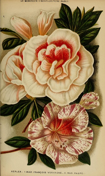 Azalea. Ilustración antigua de flores. 201 Azalea. Ilustración antigua de flores. 201