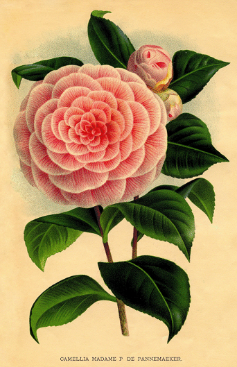 Camelia. Ilustración antigua de flores. 202