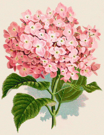 Flor rosa. Ilustración antigua de flores. 203 Flor rosa. Ilustración antigua de flores. 203