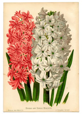 Flores. Ilustración antigua de flores. 204