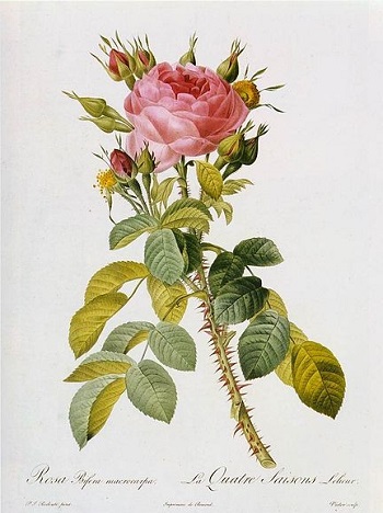Rosa Bifera macrocarpa. 101