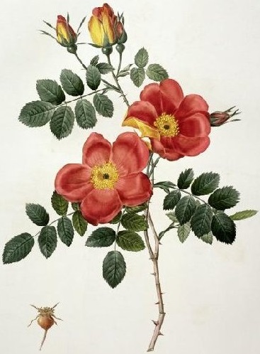 Rosa canina. 102 Rosa canina. 102