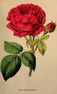 Rosa roja. 104