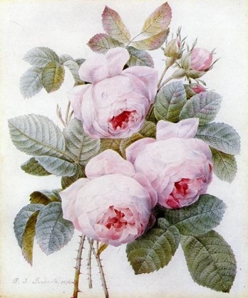 Rosas rosas casi blancas. 107 Rosas rosas casi blancas. 107