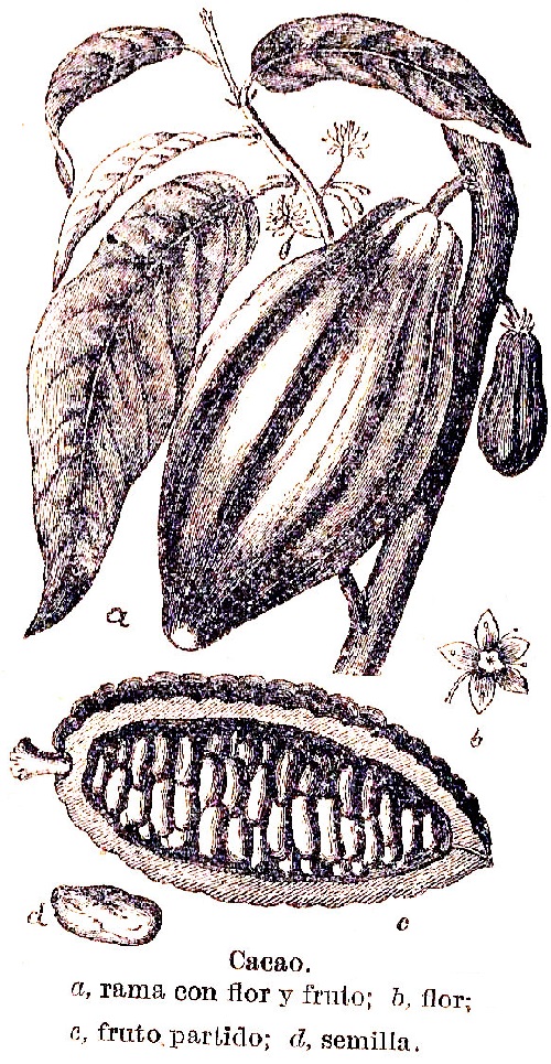 Cacao, rama con flor y fruto, semillas. Cacao, rama con flor y fruto, semillas.