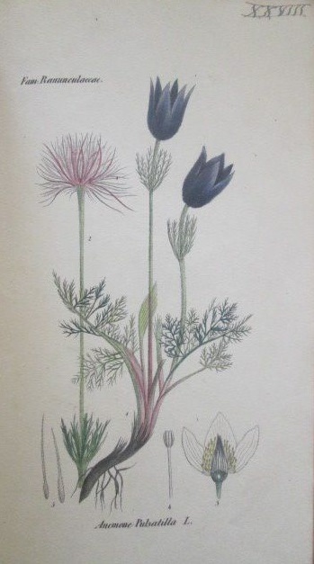 Anemona pulsatilla, raiz, tallo, flores, semillas
