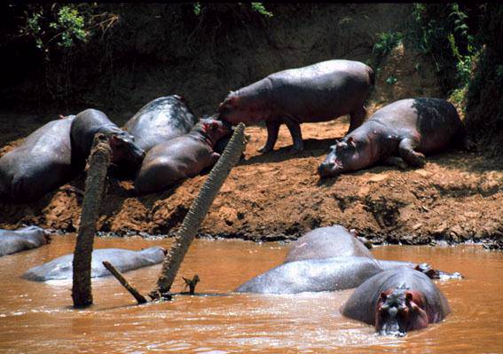 Hipopotamos en Parque Nacional de Massai Mara en Kenia.