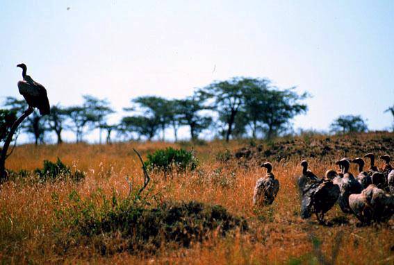 buitres en Parque Nacional de Massai Mara en Kenia. 3