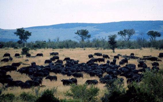 bufalos en el Parque Nacional de Massai Mara en Kenia