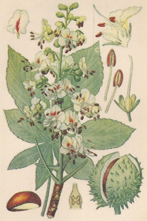 Aesculus hipocastanum. L. Atlas de Plantas para las observaciones Fenológicas.