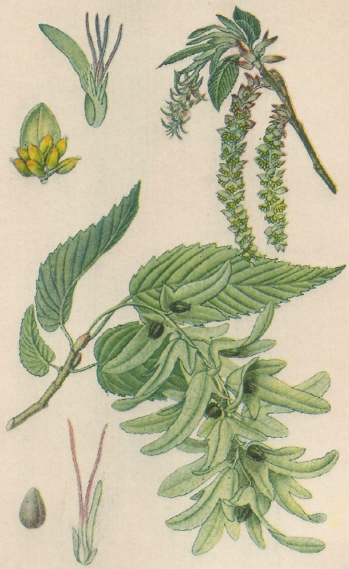 Carpinus betulus. L. Atlas de Plantas para las observaciones Fenológicas.