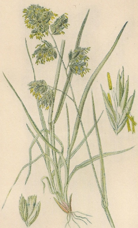 Dactlis glomerata. L. Atlas de Plantas para las observaciones Fenológicas.