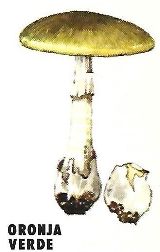 Protección de la Naturaleza. Icona. Ministerio de Agricultura. 1975. 8c