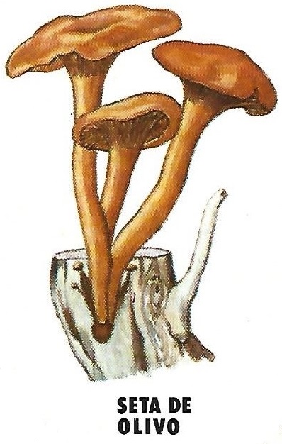 Protección de la Naturaleza. Icona. Ministerio de Agricultura. 1975. 8e