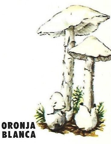 Protección de la Naturaleza. Icona. Ministerio de Agricultura. 1975. 8f