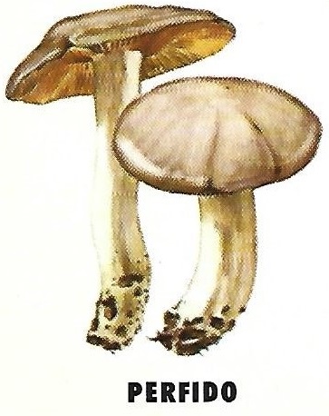 Protección de la Naturaleza. Icona. Ministerio de Agricultura. 1975. 8g