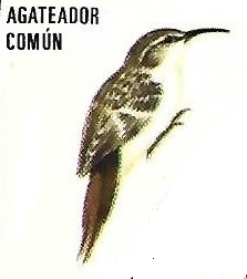 Agateador común. Aves insectívoras a proteger. Icona. 1975.