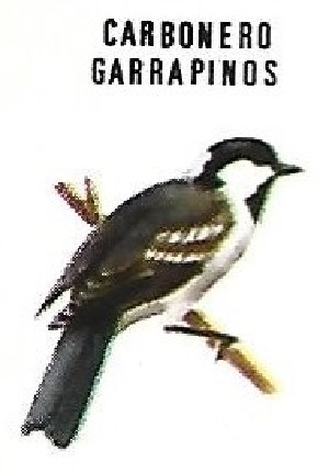 Carbonero garrapinos. Aves insectívoras a proteger. Icona. 1975.