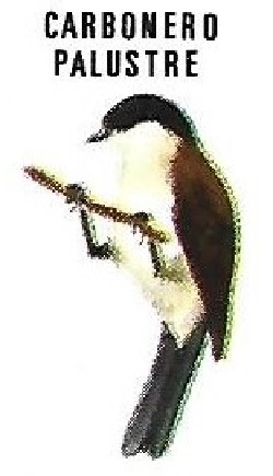 Carbonero palustre. Aves insectívoras a proteger. Icona. 1975.