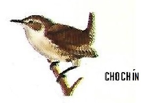Chochín. Aves insectívoras a proteger. Icona. 1975.