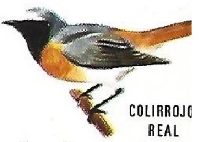 Colirrojo real. Aves insectívoras a proteger. Icona. 1975.