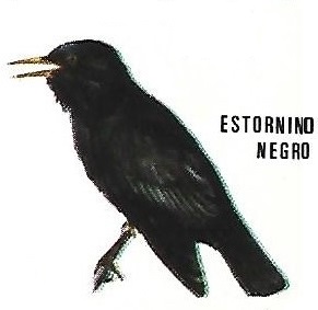 Estornino negro. Aves insectívoras a proteger. Icona. 1975.