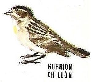 Gorrión chillón. Aves insectívoras a proteger. Icona. 1975.