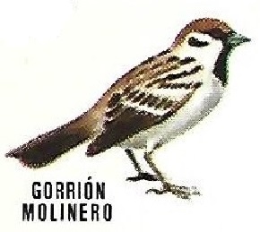 Gorrión molinero. Aves insectívoras a proteger. Icona. 1975.