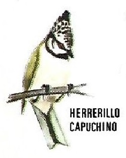 Herrerillo capuchino. Aves insectívoras a proteger. Icona. 1975.