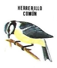 Herrerillo común. Aves insectívoras a proteger. Icona. 1975.